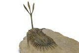 Spiny Trident Walliserops Trilobite - Foum Zguid, Morocco #381609-5